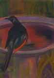 Bird Bath (Redwing Starling I) by Erica Shipley, Painting, Pastel