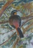 Cape Robin by Erica Shipley, Painting, Pastel