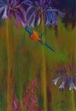 Sunbird with Agapanthus by Erica Shipley, Painting, Pastel